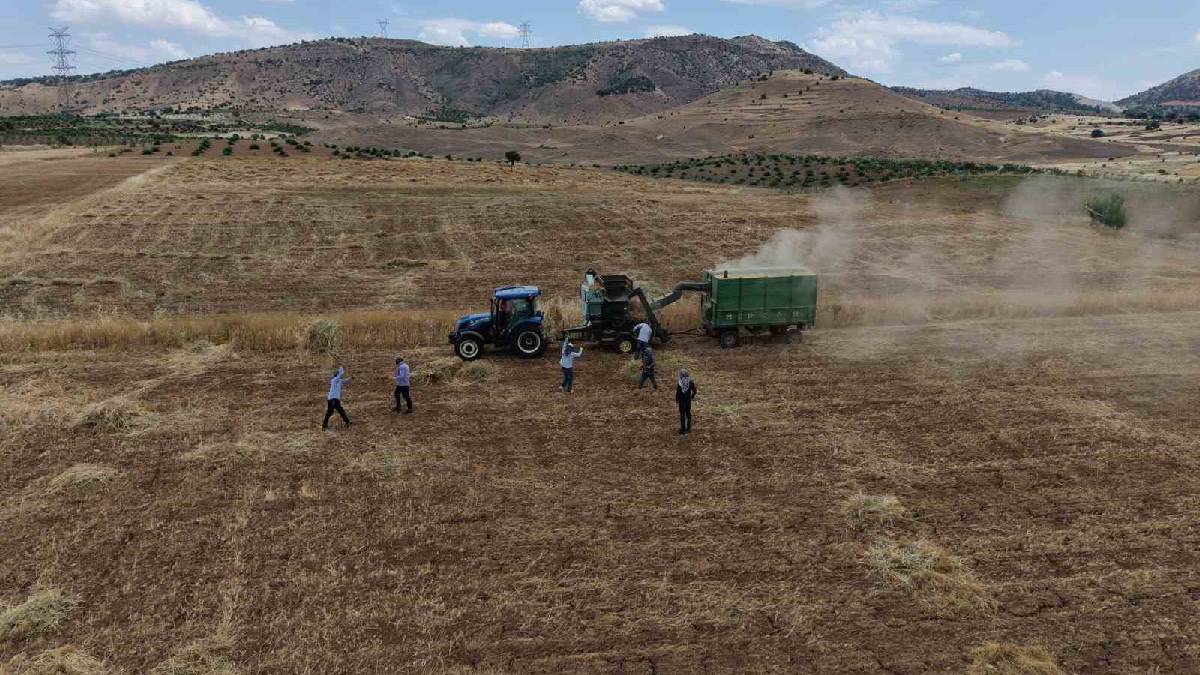 Batmanlı çiftçiler sıcaklara meydan okuyor! Hasat oyun havası eşliğinde yapılıyor