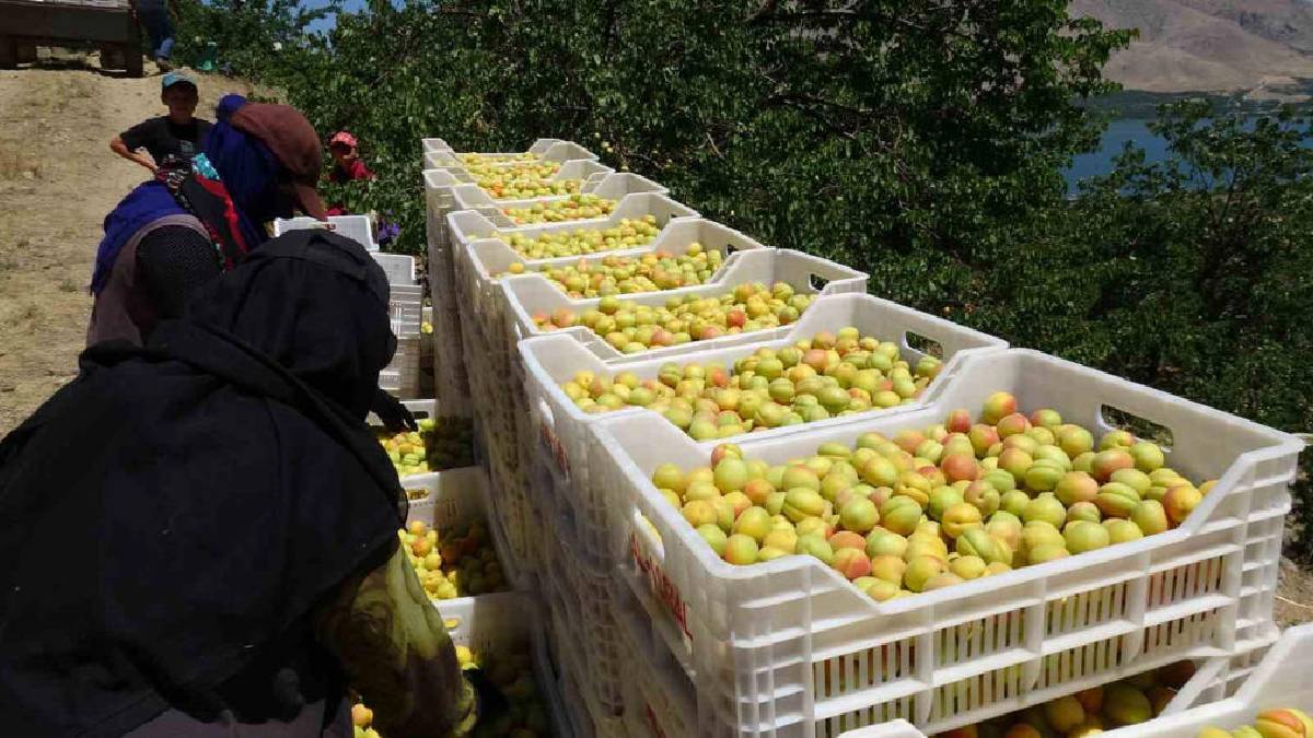 45 günlük aralıksız hasat başladı! ‘Sarı altın’ Malatyalı üreticiyi güldürdü