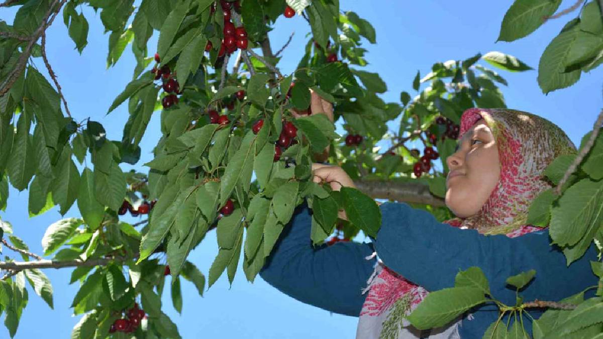 Namını tüm dünya duydu! Demirci kirazında 20.000 ton ürün bekleniyor