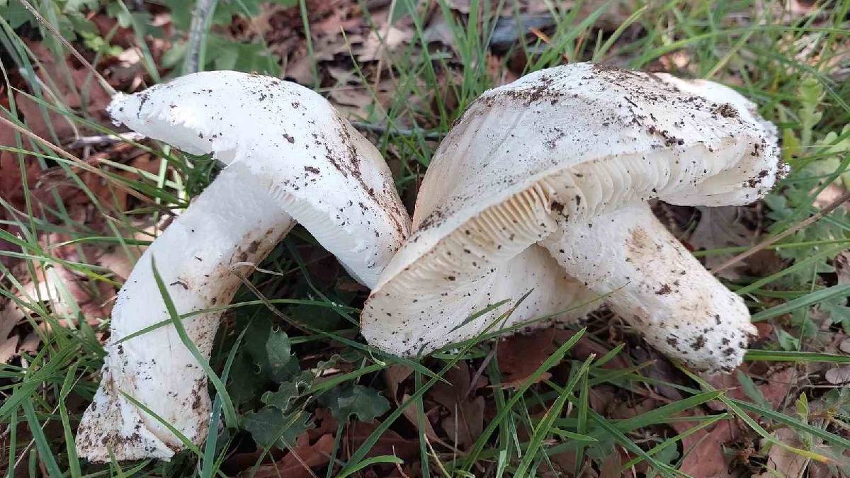 Babadan dededen gördükleri yöntemi uyguluyorlar! Çayır mantarı toplarken zahmetli olsa da yerken lezzetli
