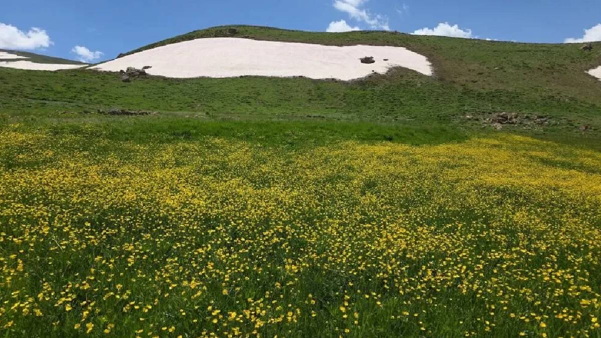 Bir tarafı yaz çiçekleri bir tarafı karlı dağlarla süslü! Van yaylalarında mest eden görüntü