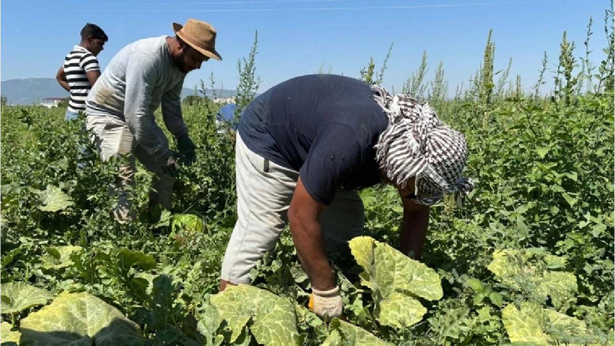 İzmir’de karpuz hasadı başladı: Doludan etkilenmeyen çiftçi sezona umutla başladı