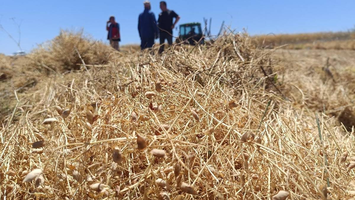 20.000 dekarda hasat başladı! Konya’nın ‘Kırmızı altını’ olarak görülüyor