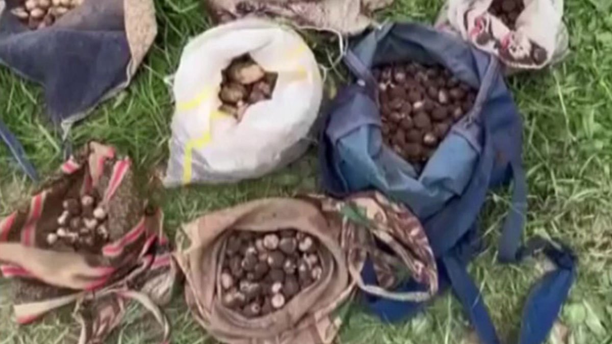 Doğada yetişiyor diye toplayıp gittiler: 6,9 milyon TL cezayı yediler