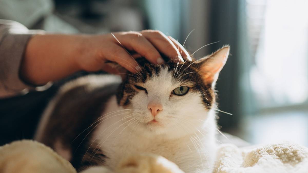 Bilim insanlarından uyarı: Kedi kaynaklı parazit görme kaybına neden olabilir