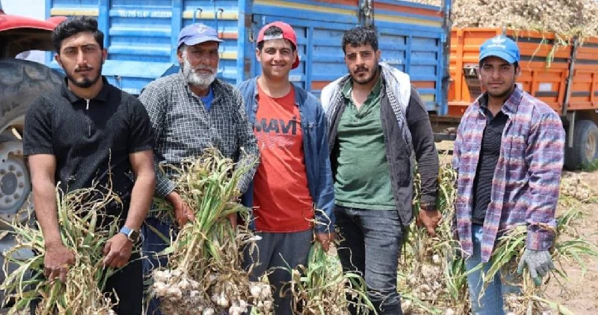 Evlenmek isteyen soluğu tarlada alıyor: 600 bin TL için günlerce çalışsa da tamamlayamıyor