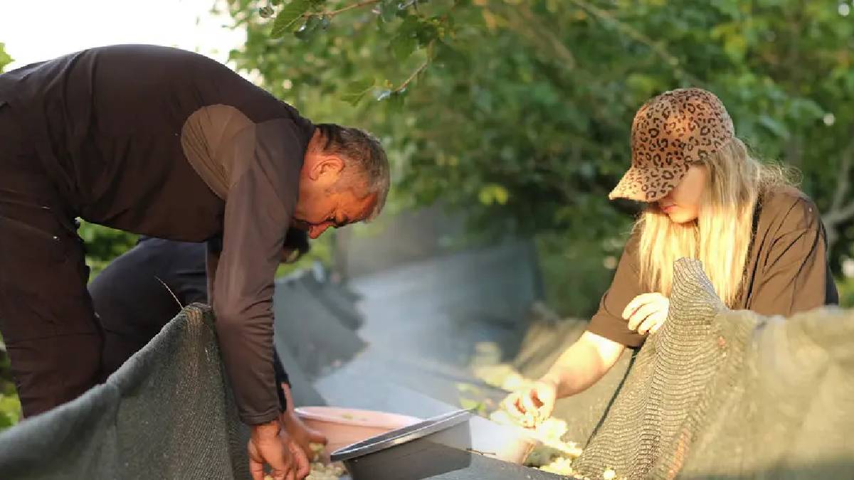 Evliya Çelebi bile bu Ankara lezzetini yazmış! Ayaş’ta hasat başladı, kilosu 50 TL