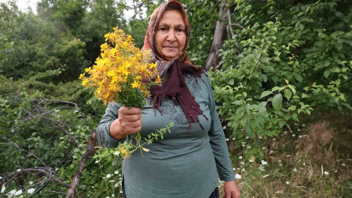 Feke’nin 1200 rakımından topluyor, 40 gün güneşte bekletiyorlar! Şifa kaynakları kendi ellerinden çıkıyor