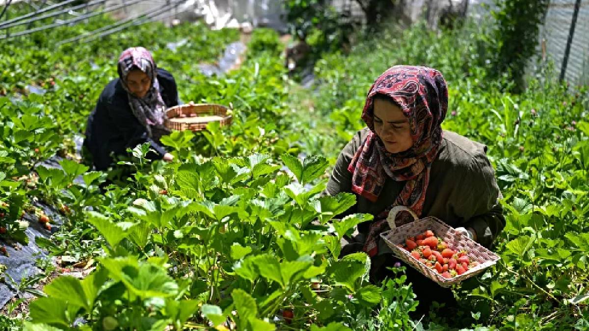 İlçede ondan başka yetiştiren yok! Van’da 500 metrekarede 2 ton üretim yapıyor
