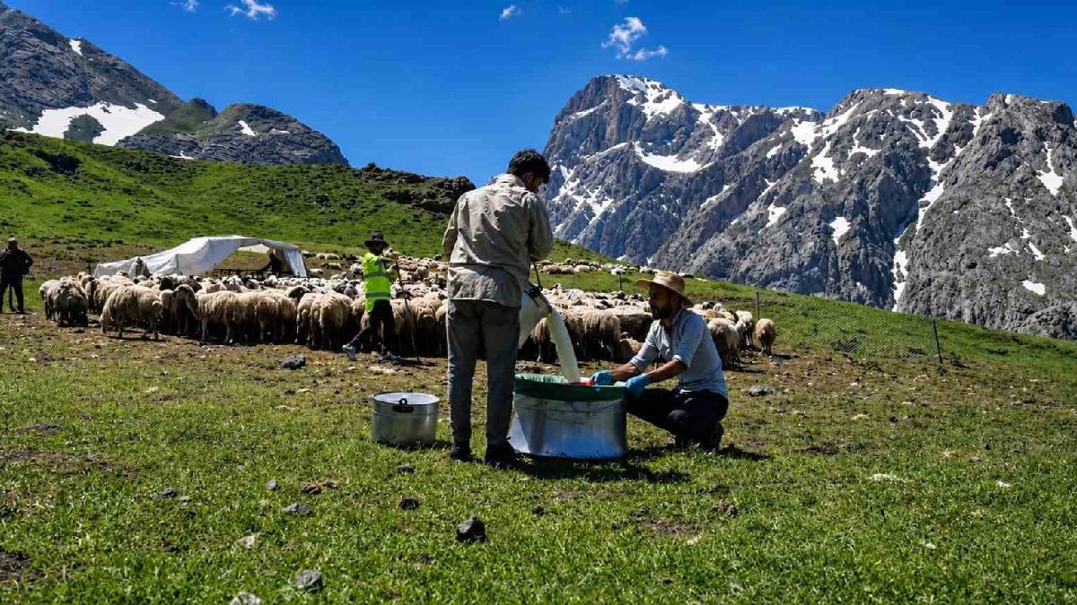3.000 rakımda tescilli lezzet üretiyorlar! Erzincan yaylalarında göçer mesaisi