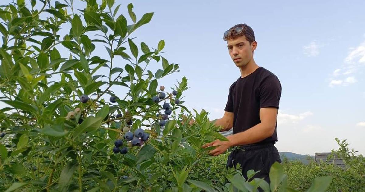 Fındığa alternatif olsun dedi, 10 dönümde yetiştirdi: Tarlaya gelen dalından tazecik topluyor