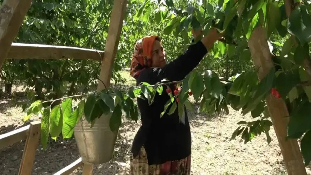 Napolyon kirazında tedirgin edici fiyat düşüşü! 60 TL’ye kadar geriledi