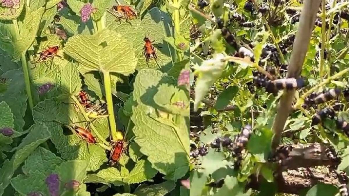 Kokarca bitmeden çiftçiye yeni bela! Çekirge sürüleri tarım alanlarını istila etmeye başladı