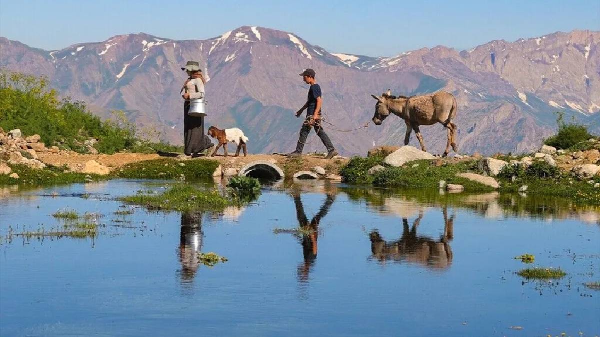 Onlar doğal yaşıyor, doğaseverler akın ediyor! Berçelan Yaylası bu yazın gözdesi