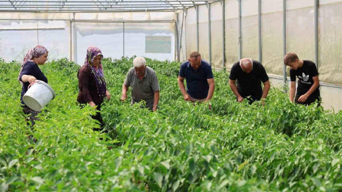 512 metrekare serada üretiliyor; kar, dolu, fırtına etkilemiyor! İlk hasat yapılıyor