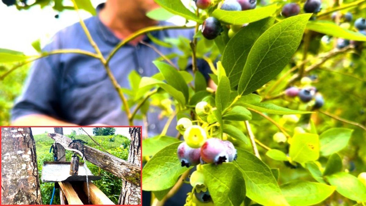 Yaban mersinini ayılar telef etti! Rizelilerden ayılara karşı ‘Atadan kalma’ yöntem çözümü