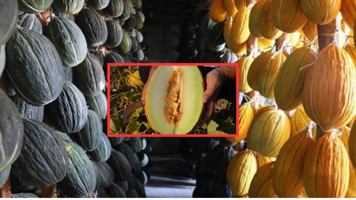 Aynı toprakta, nesillerdir dededen kalma tohumla üretiliyor! Tadı binlerce kişiyi Kırkağaç’a getiriyor