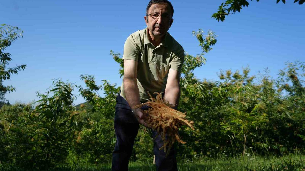 Yerlere atılıp çöp oluyordu şimdi paraya dönüştü! Yüksek verimli hasat başladı