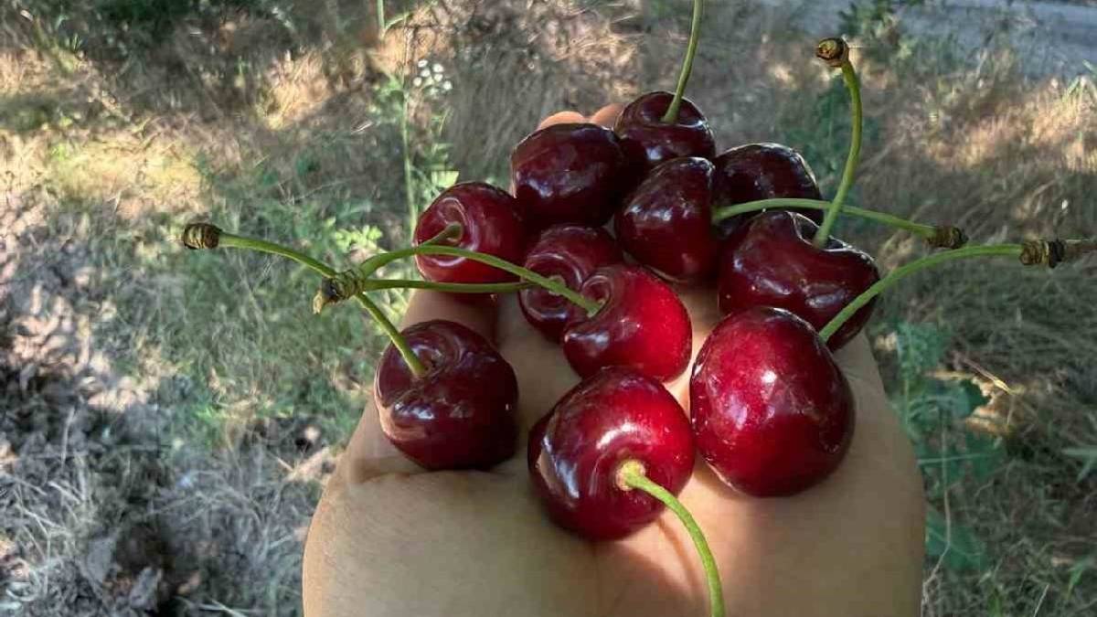 Bahçede 60, zincir markette 250 TL! ‘Böyle giderse kiraz üretimini bırakacağız’