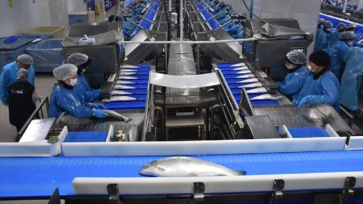 Rusya, Belarus, ABD kapış kapış alıyor! Türk somonu 6 ayda 200 milyon dolar ihracat getirisi sağladı