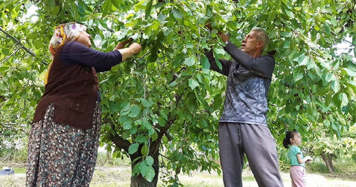 Maliyeti kazancını karşılamıyor: Tarlada 60 TL’ye satılıyor, markette 250 TL’yi buluyor