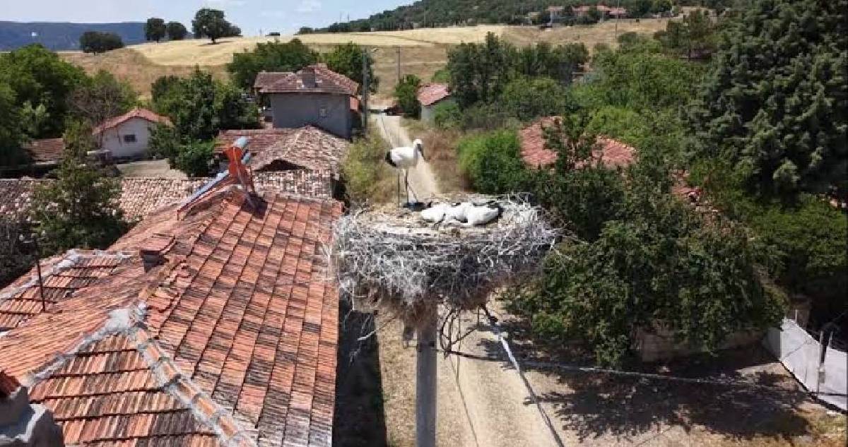 Her sene aynı köye geliyorlar köyün maskotu oluyorlar: Ellerinden yemek bile yiyorlar