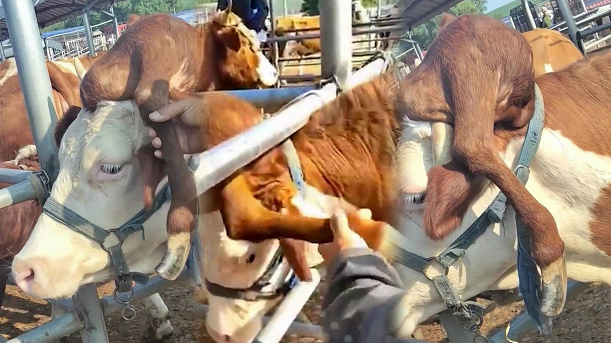 Kafasından bacak çıkan yarım tonluk inek için sıraya girdiler