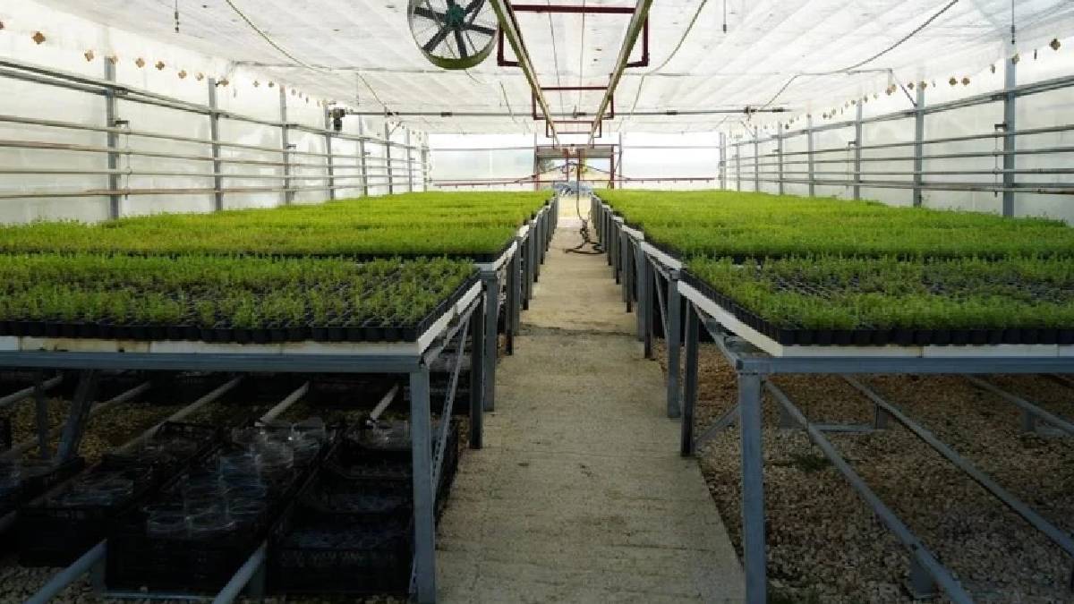 Çiftçinin gelirini katlaması planlanıyor! Üniversite bünyesinde üretim hız kesmeden sürüyor