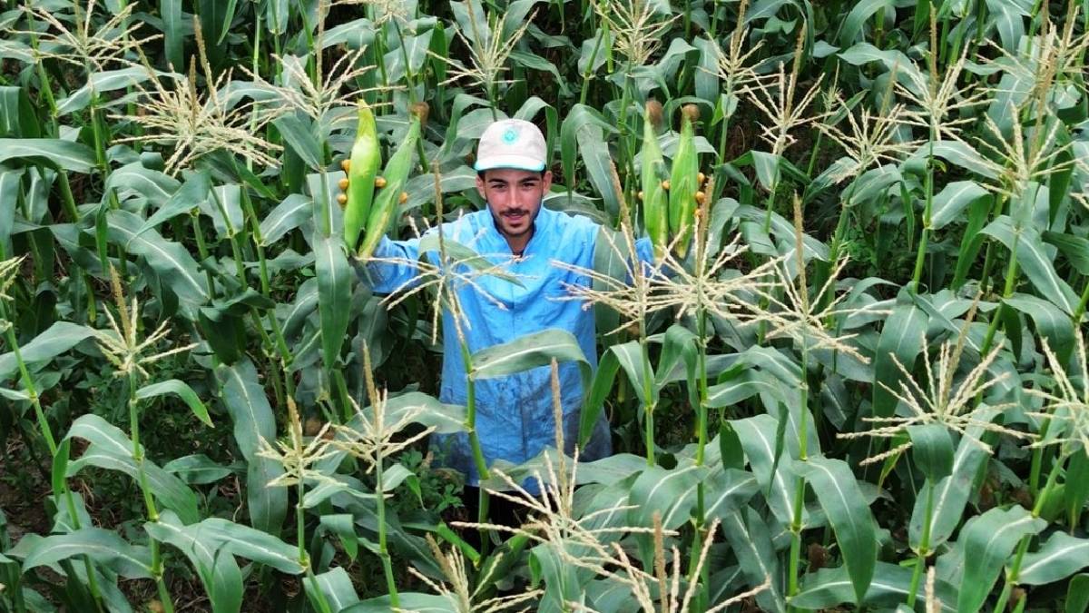 Bafra’nın verimli ovasında 5.000 dekarda hasat başladı! Tanesi 13 TL’den satışta