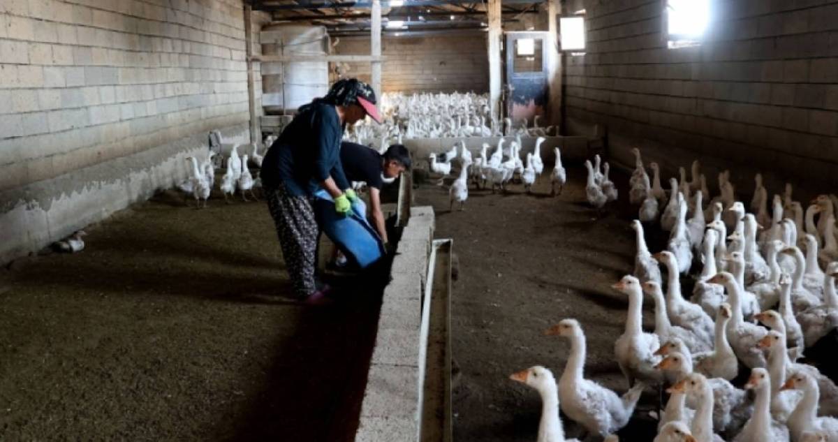 Hobi olsun dedi iş kapısı oldu: Evini dönüştürdü şimdi en çok kaz bulunuyor