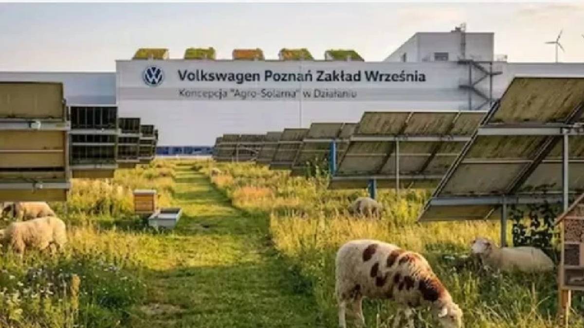 Volkswagen’den radikal karar! İşçileri devre dışı bıraktı 100 koyun aldı