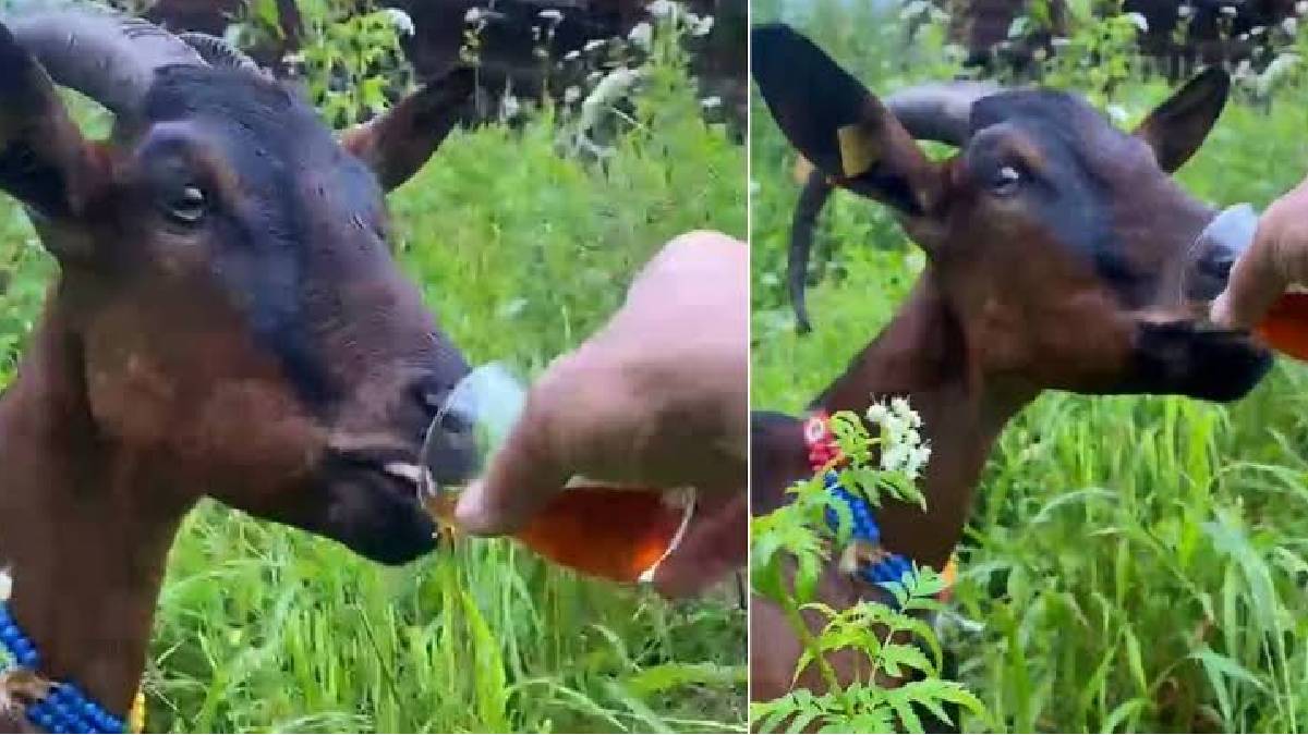 Bardaktan çay içen keçi mi olur?’ demeyin! Rize de o da oldu