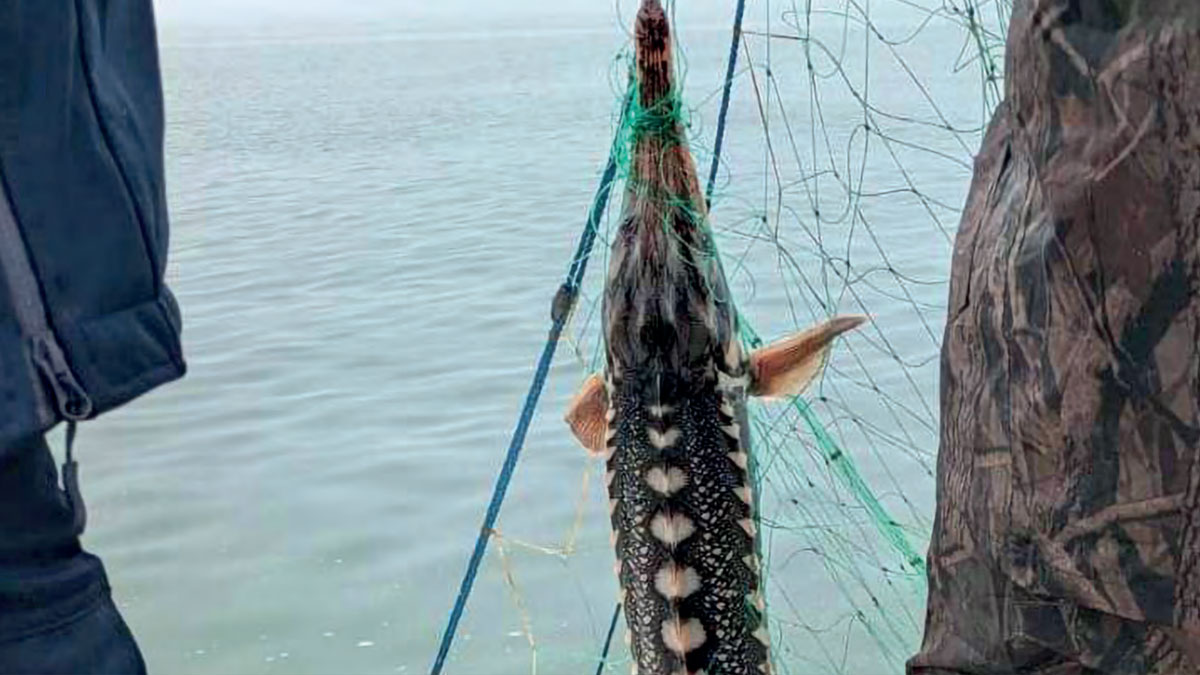 Dört türün de nesli tehlikede: Tuna’da yasa dışı avcılık alarmı