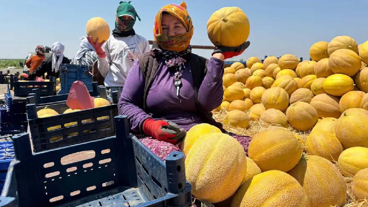 Yağışlar hasadı geciktirdi verimi etkilemedi! Kilosu 22 TL’den şimdi tam zamanı