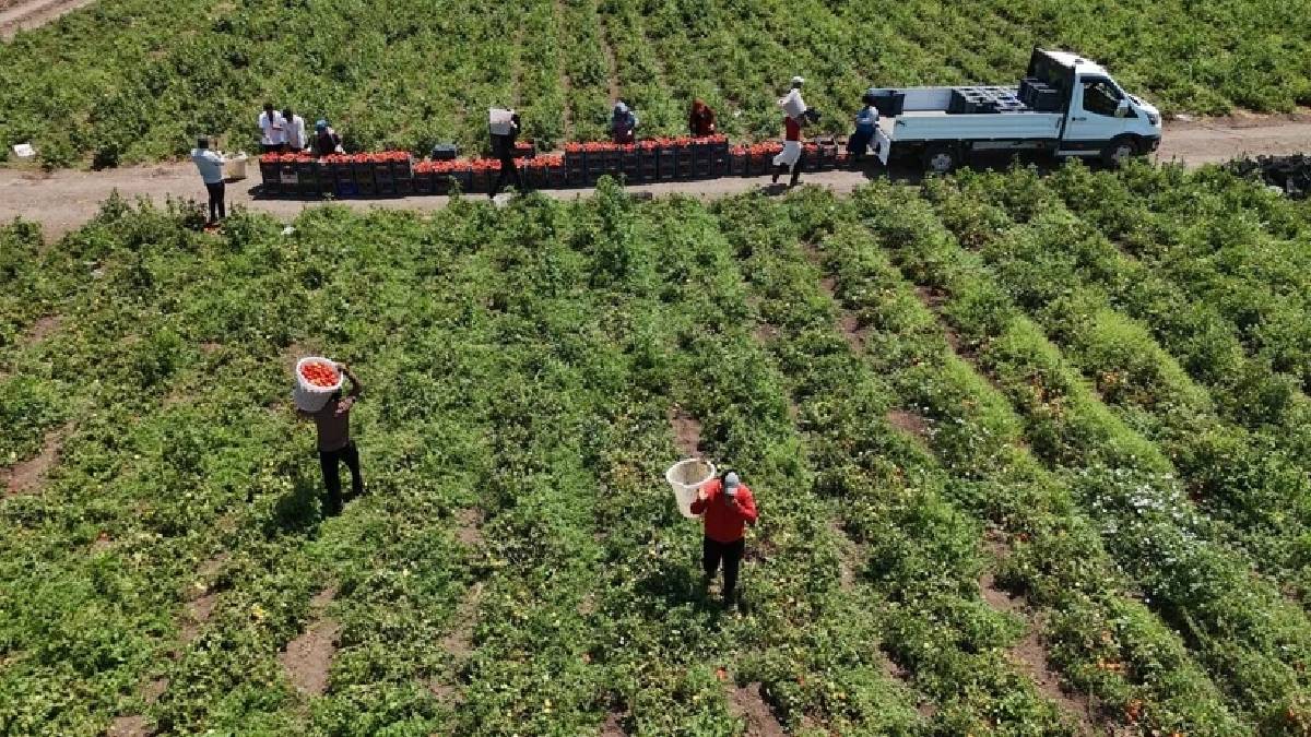 Onlar kavurucu sıcakta üretiyor, parasını tezgahtakiler yiyor! Tarlada 15, tezgahta 30 TL’ye satılıyor