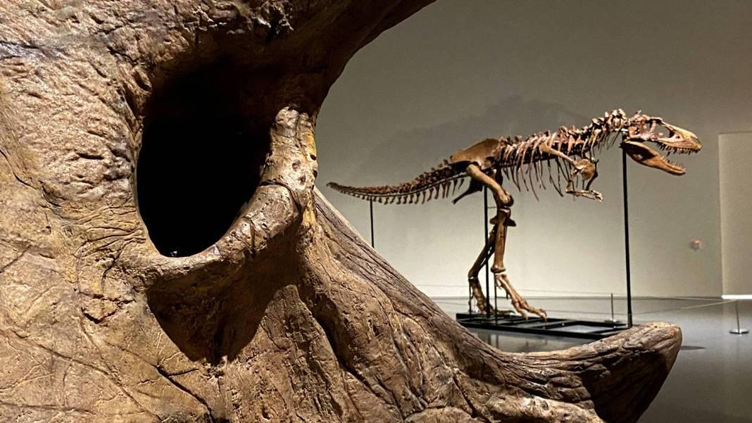 Tarihin en pahalı fosili oldu: 67 milyon yıllık dev T. Rex iskeleti dudak uçuklatan fiyata satıldı