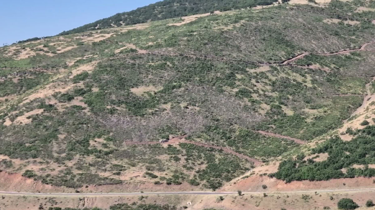 Çevre aktivistlerinden Bingöl'deki orman kesimlerine tepki: Kamuoyuna açıklanmalı