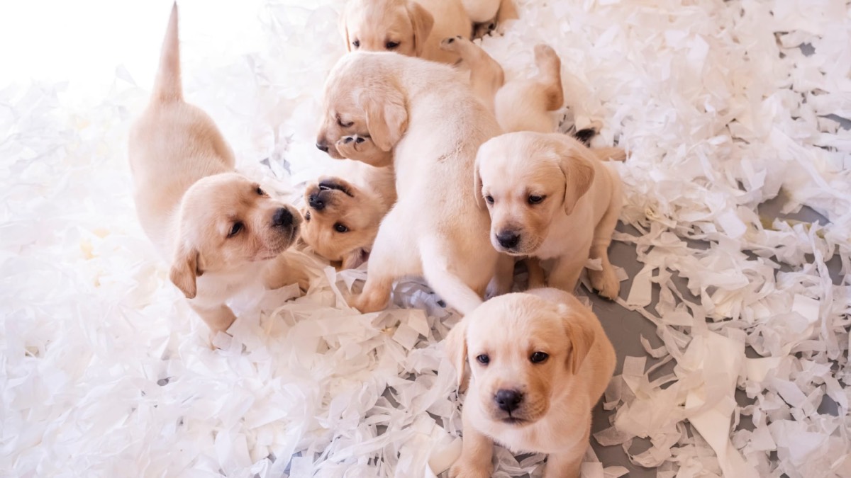 Royal Canin Rehber Köpekler Derneği’nin sağlık, eğitim ve beslenme sponsoru oldu