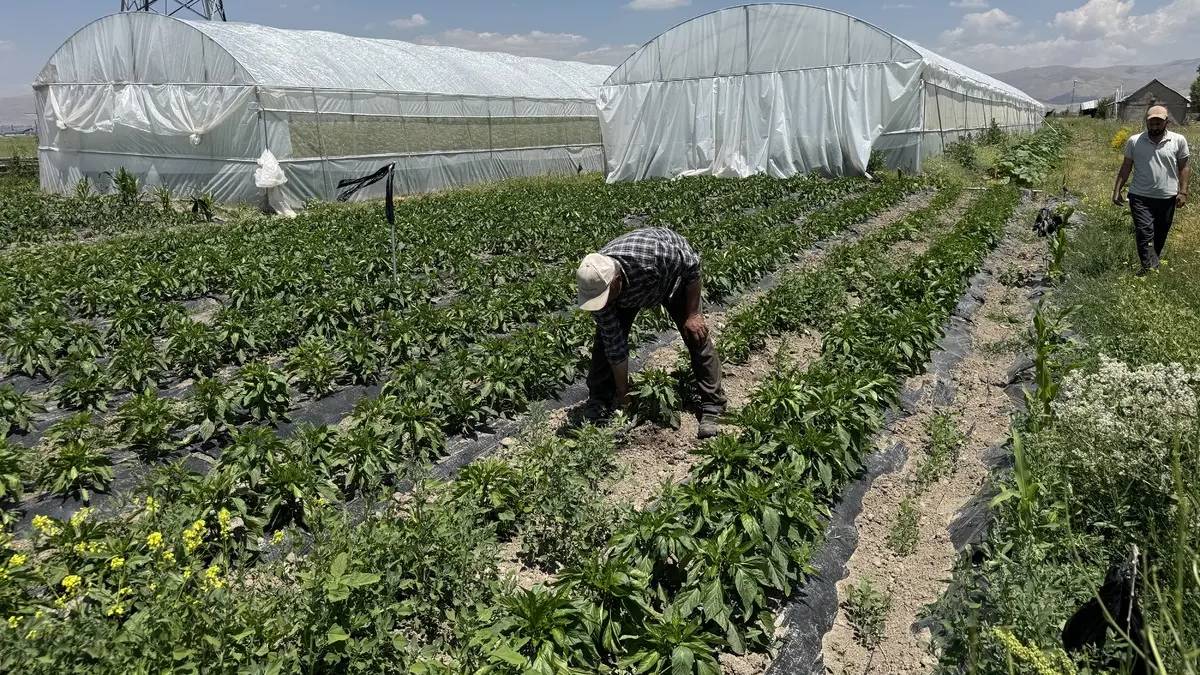 Hurda malzemelerden ilk serasını yaptı üretime başladı! Şimdi 6 serada üretiyor, marketlere tedarik ediyor