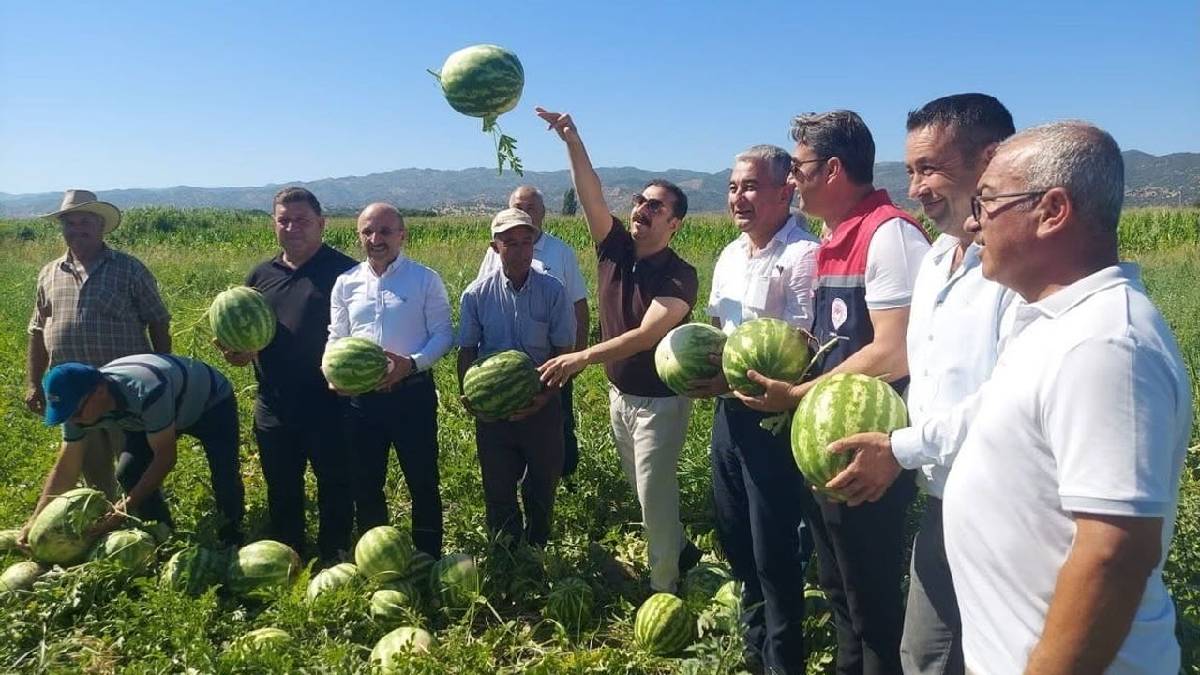 Meşhur ‘Cincin Karpuzu’ için hasat vakti! Kamyonlarla pazar yolculuğu başladı
