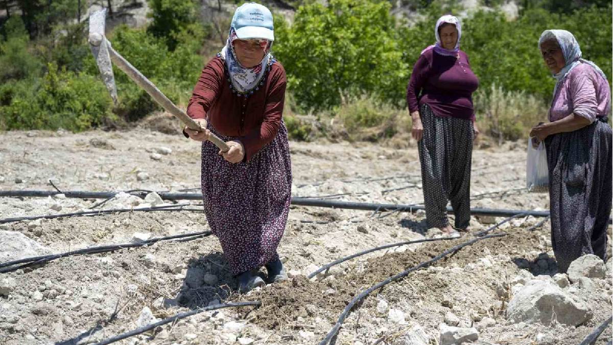 Atalık tohumdan üretiliyor, ekonomiye can oluyor! Mersin’de meşhur ‘Leklek’ toprakla buluştu