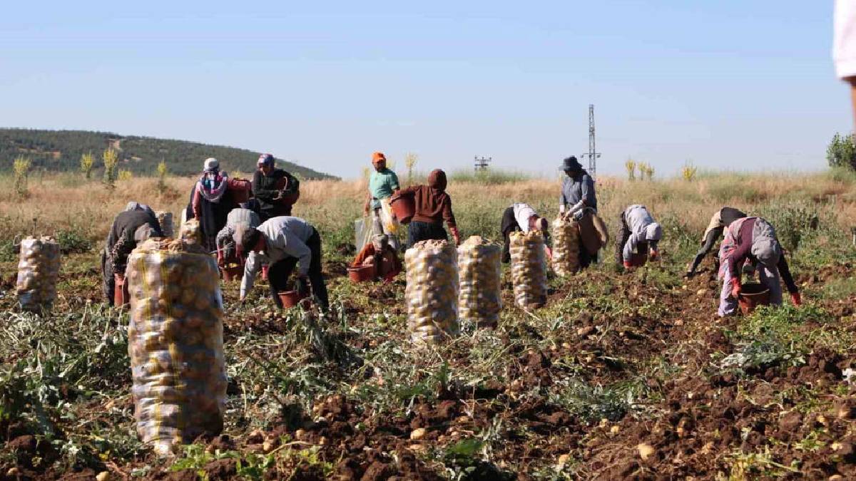 Afyon’da toplanıyor, tüm Türkiye’ye satılıyor! Fiyatı bu yıl yüz güldürüyor