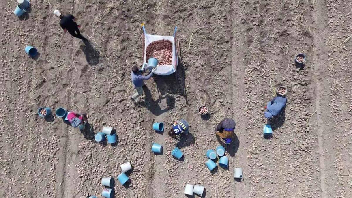 Amasya'da 28.000 dekarda hasat başladı! Rekolte beklentisi 130.000 ton