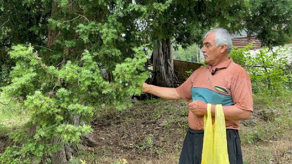 25 yıldır doğadan tek tek topluyor! Tanesini 1.500 TL’ye satıyor