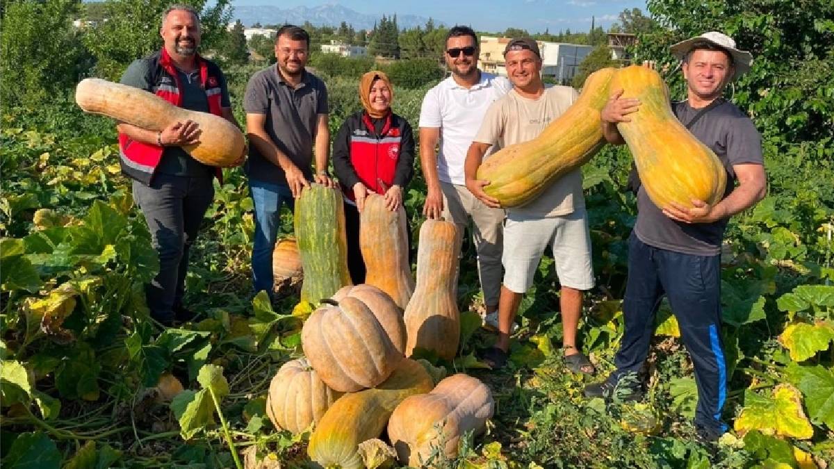 40 derece sıcağın altında olgunlaşıyor! Tanesi 50 kilogram ağırlığa sahip