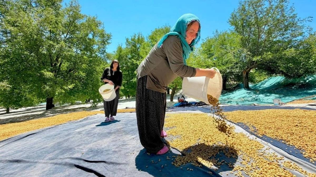 Geçen yıl tarladan elleri boş dönmüşlerdi! 40 dereceye rağmen bu yıl 600 ton alacaklar