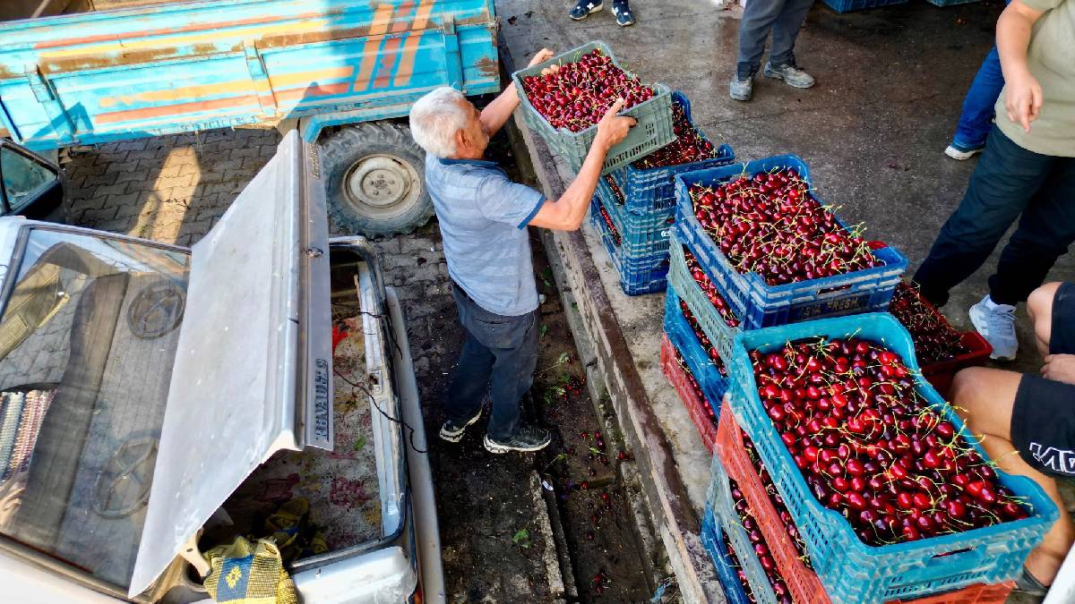 Geçen yıl hiç yoktu bu yıl dünya sofralarını süslüyor! Napolyon kirazda bereket dönemi