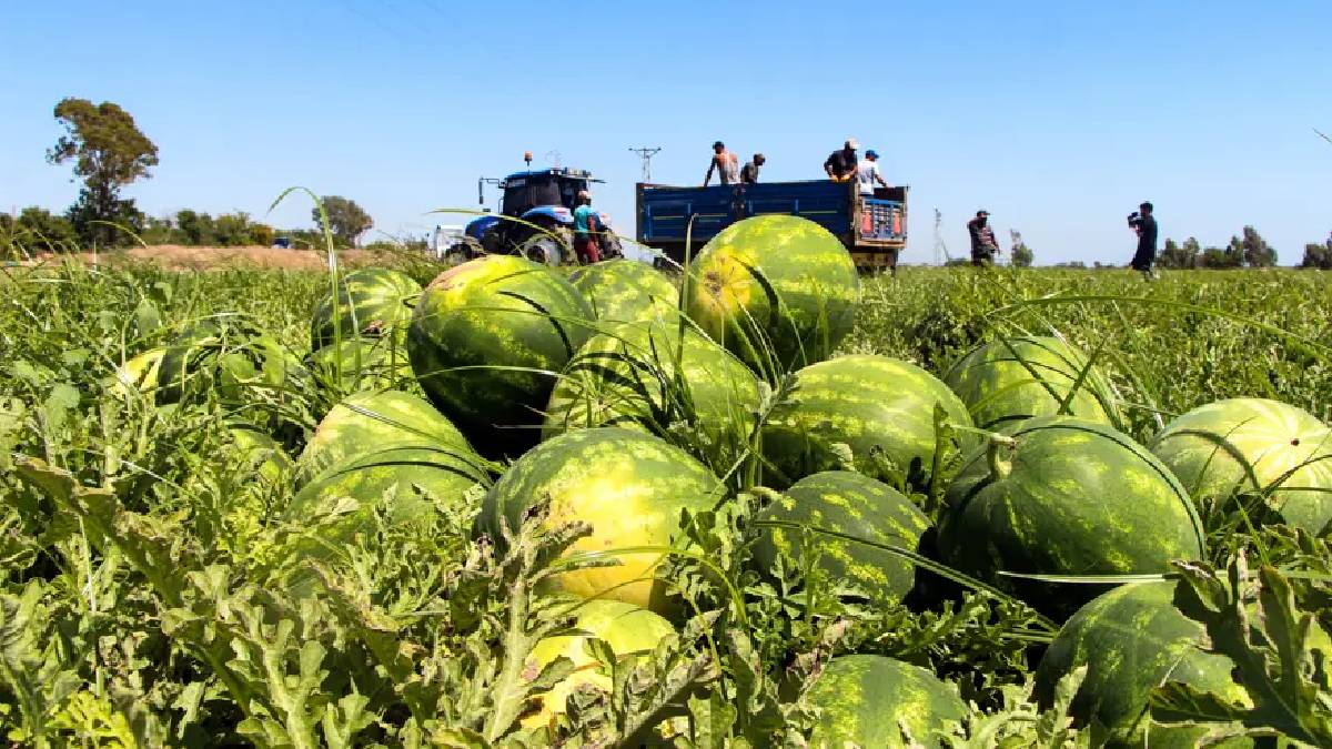Tarladan 5 TL’ye çıkıyor markette 17’ye yükseliyor! Karpuz üreticisinin ‘Market mağduriyeti’