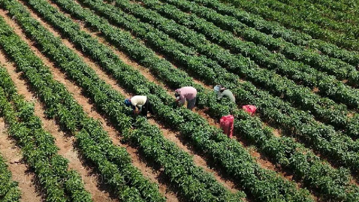 500 dönümde 200 üretici emek veriyor! Aralık ayına kadar hasat mesaisi başladı