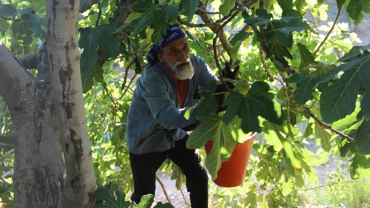 Dünyada sadece Turgutlu’da yetişiyor! Sabah 9’da tezgaha iniyor saatler içinde tükeniyor